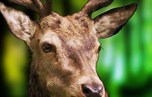 3D Deer Sniper Hunting Game 2017